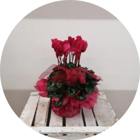 Ciclamino rosso vaso 15 